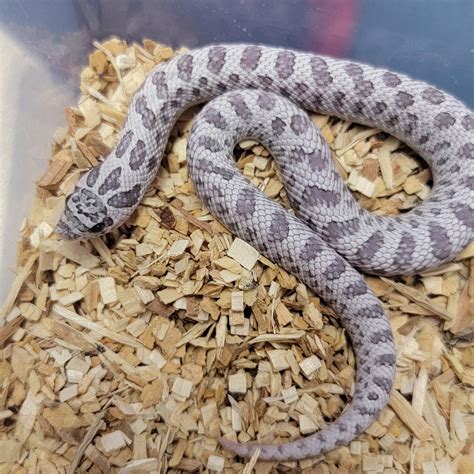 morphmarket hognose